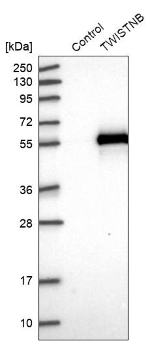 Anti-TWISTNB antibody produced in rabbit