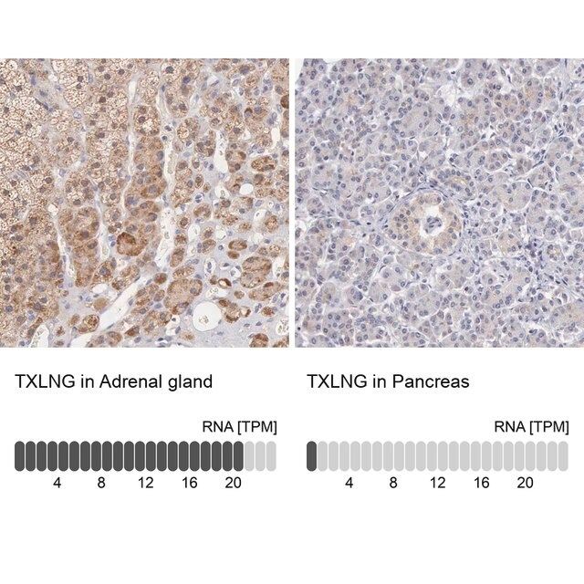 ANTI-TXLNG antibody produced in rabbit