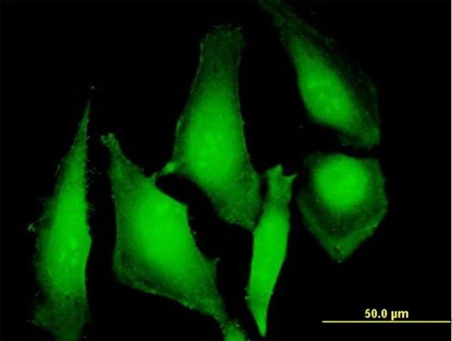 Anti-UBD antibody produced in mouse