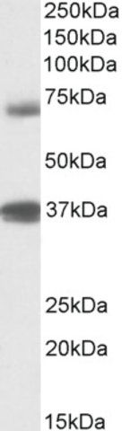 Anti-TRIM29 antibody produced in goat