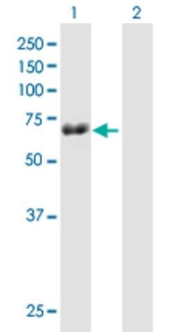 Anti-TRIM29 antibody produced in mouse