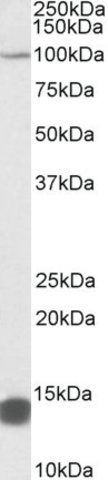 Anti-TRIM71 antibody produced in goat