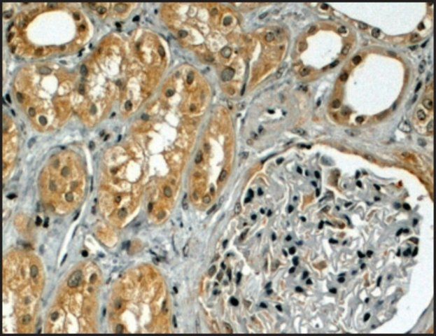 Anti-TRIM5 antibody produced in goat