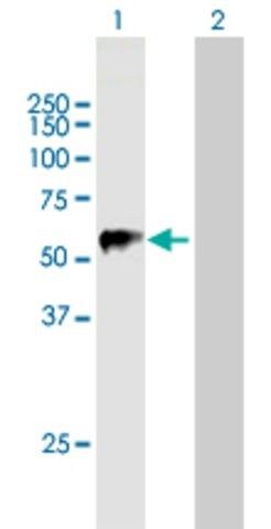 Anti-TRIM22 antibody produced in mouse