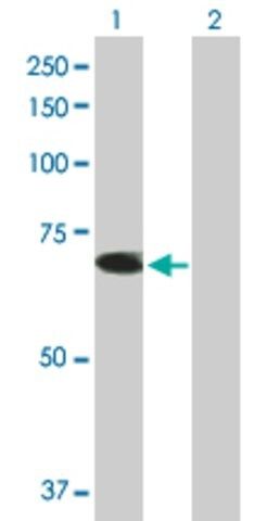 Anti-TRIM26 antibody produced in mouse