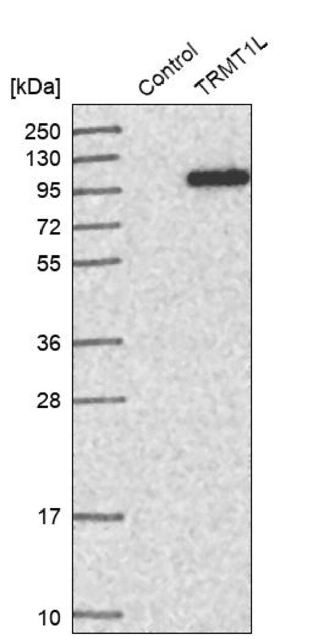 Anti-TRMT1L antibody produced in rabbit