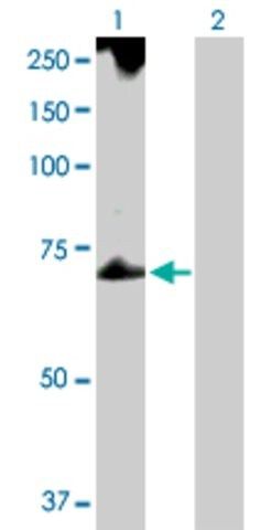 Anti-TROVE2 antibody produced in rabbit