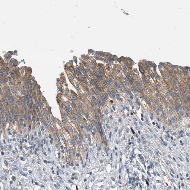 Anti-TMEM68 antibody produced in rabbit