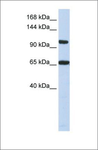 Anti-THRAP3 antibody produced in rabbit