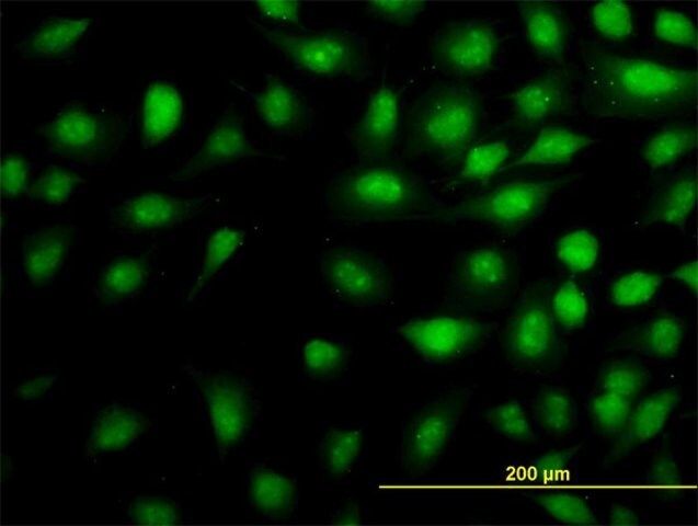 ANTI-THRAP5 antibody produced in mouse