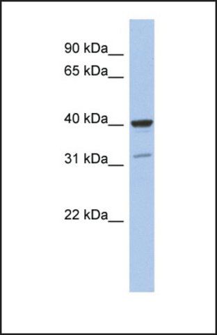 Anti-THPO antibody produced in rabbit