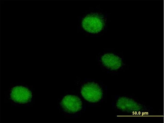 Anti-TLE4 antibody produced in mouse