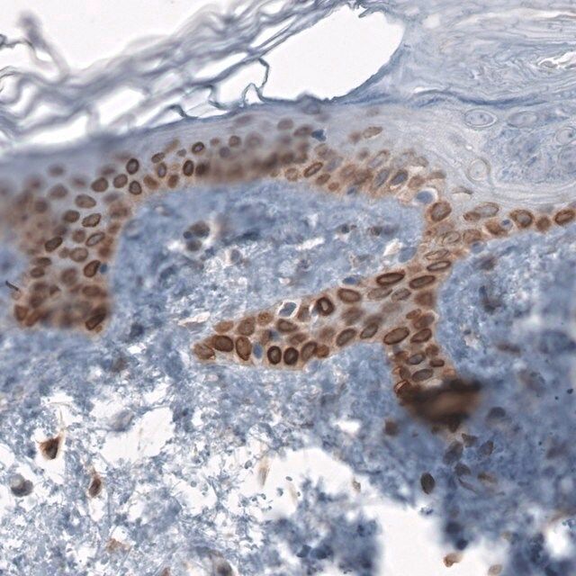 Anti-TMEM43 antibody produced in rabbit