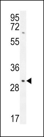 ANTI-TMEM65 (N-TERM) antibody produced in rabbit