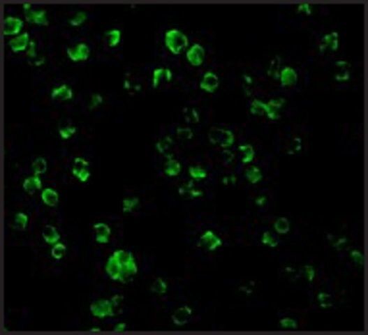 Anti-TLR10 antibody produced in rabbit