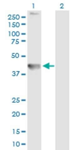 Anti-TMEM49 antibody produced in mouse