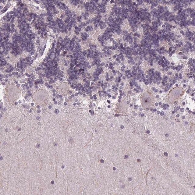 Anti-TMEM240 antibody produced in rabbit