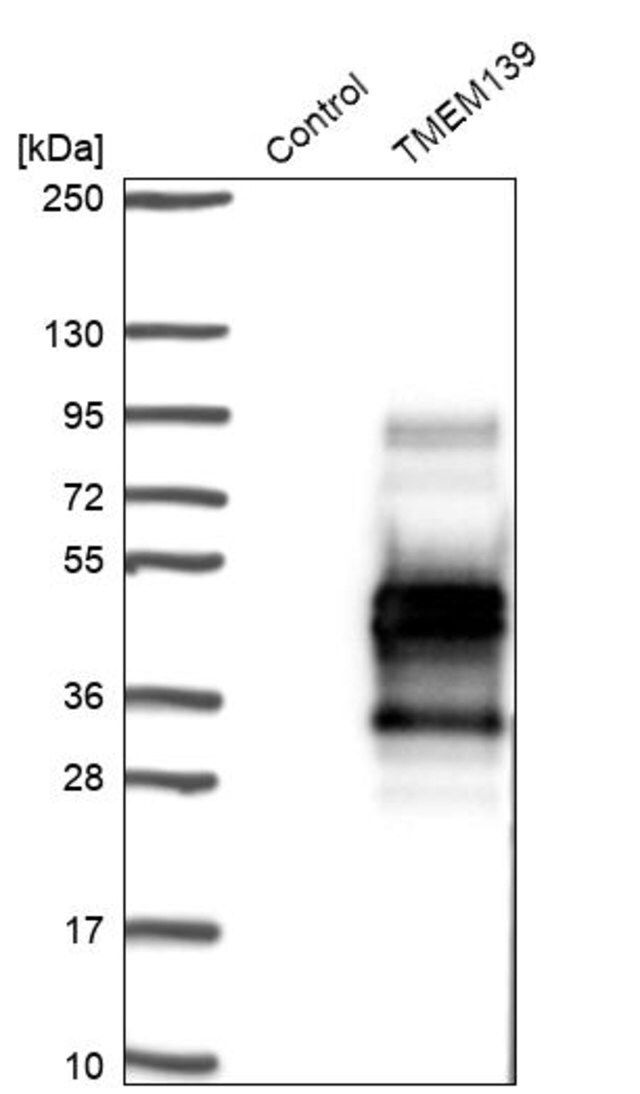 Anti-TMEM139 antibody produced in rabbit