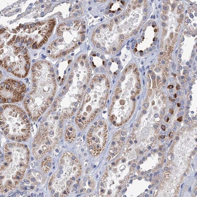 Anti-TMEM221 antibody produced in rabbit