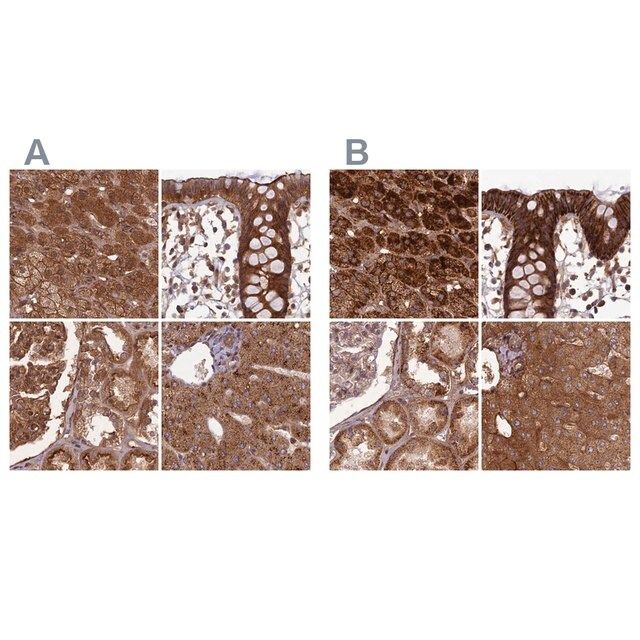 Anti-TCF25 antibody produced in rabbit