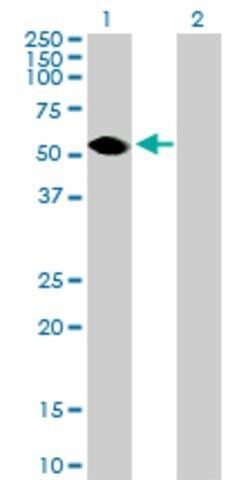 Anti-TEKT3 antibody produced in mouse