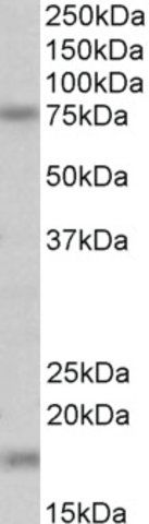 Anti-TGM7 antibody produced in goat