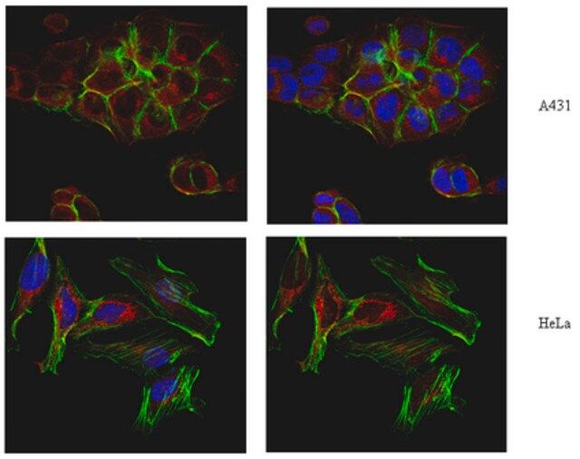 Anti-TGN46, Antibody