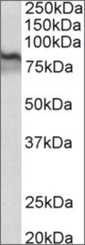 Anti-TGM2 antibody produced in goat