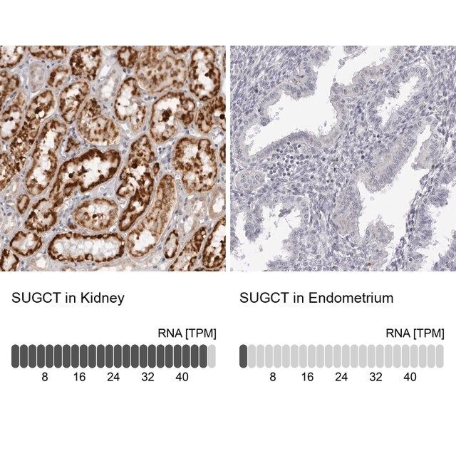 Anti-SUGCT antibody produced in rabbit