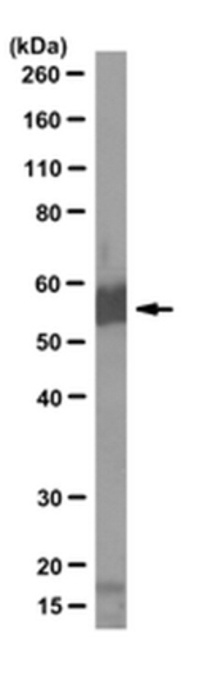 Anti-Suv4C20h2 Antibody, clone 6B9