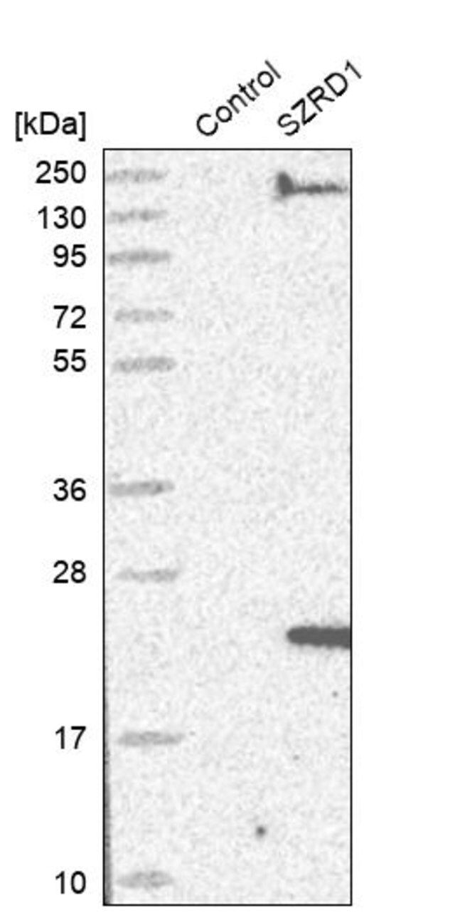 Anti-SZRD1 antibody produced in rabbit