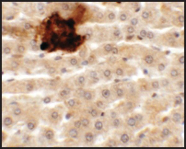 Anti-SYTL5 antibody produced in rabbit