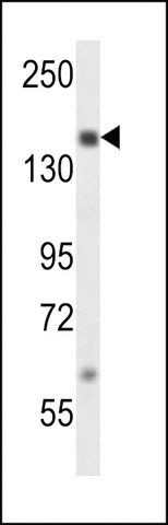 ANTI-SRC1 (CENTER) antibody produced in rabbit