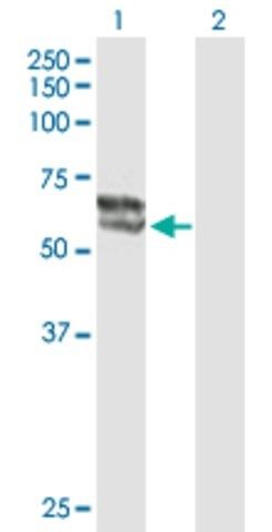 Anti-STS antibody produced in mouse