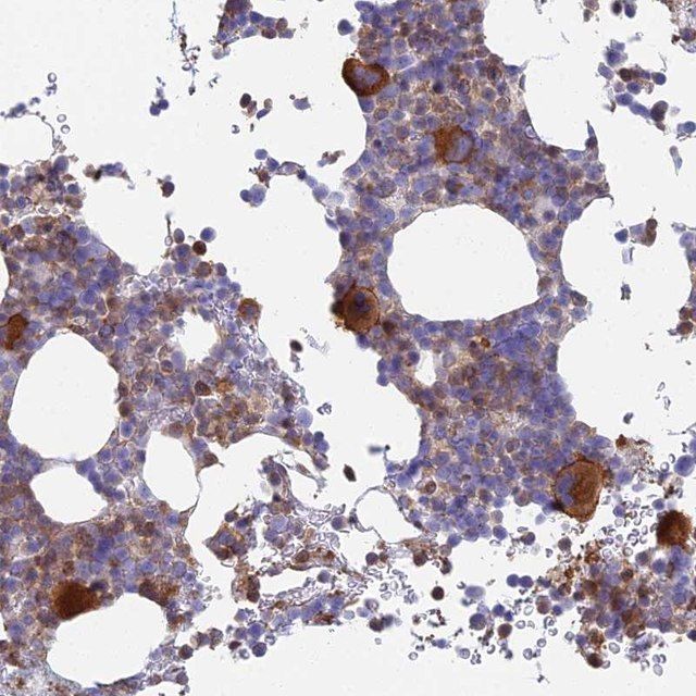 Anti-STRN4 antibody produced in rabbit