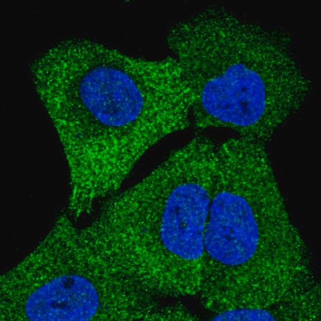 Anti-STRN4 antibody produced in rabbit