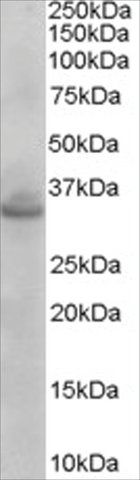 Anti-STX1A/STX1B2 antibody produced in goat