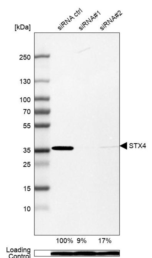 Anti-STX4 antibody produced in rabbit