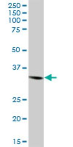 Anti-STX4A antibody produced in mouse