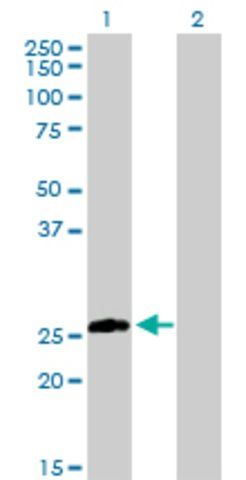 Anti-STX8 antibody produced in rabbit