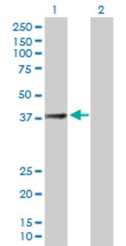 Anti-SUCLG2 antibody produced in mouse