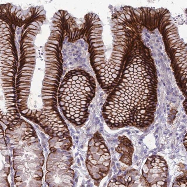 Anti-SUCO antibody produced in rabbit