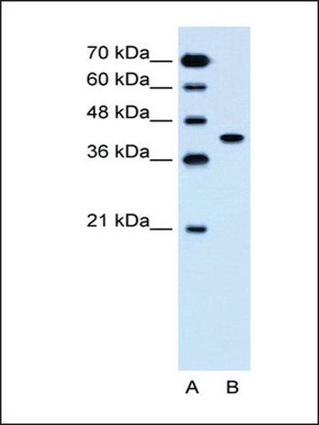 Anti-SLC35B1 antibody produced in rabbit