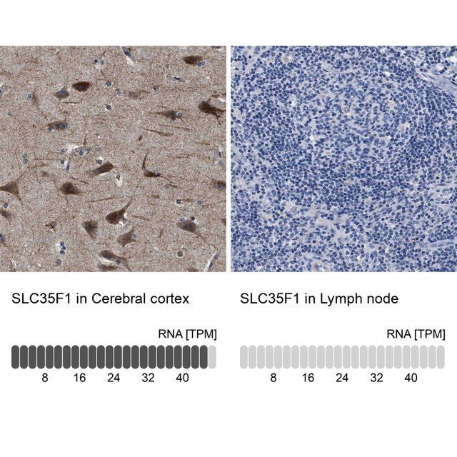 Anti-SLC35F1 antibody produced in rabbit