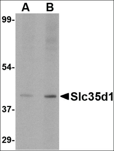 Anti-Slc35D1 (ab2) antibody produced in rabbit