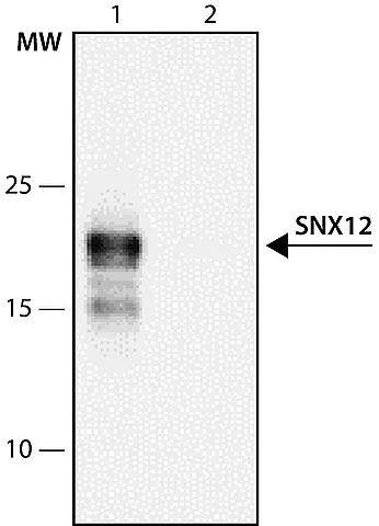 Anti-SNX12 (148-161) antibody produced in rabbit