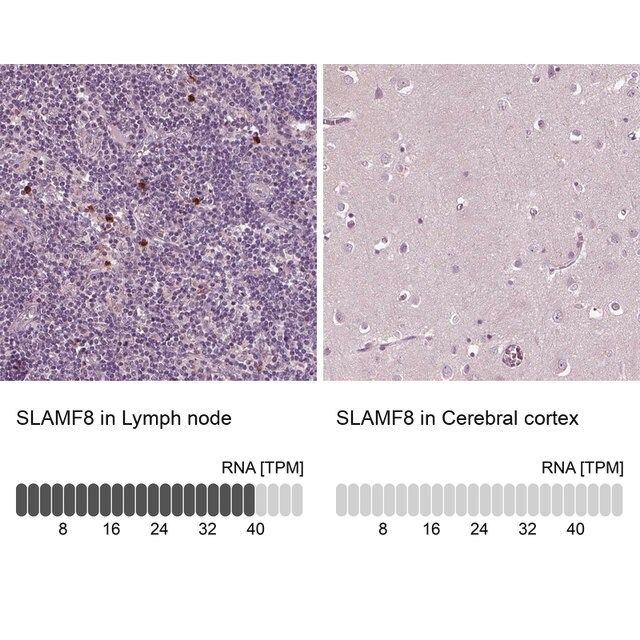 Anti-SLAMF8 antibody produced in rabbit