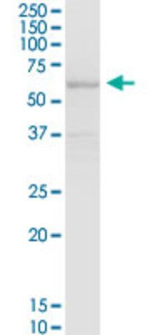 Anti-SLC7A1 antibody produced in mouse