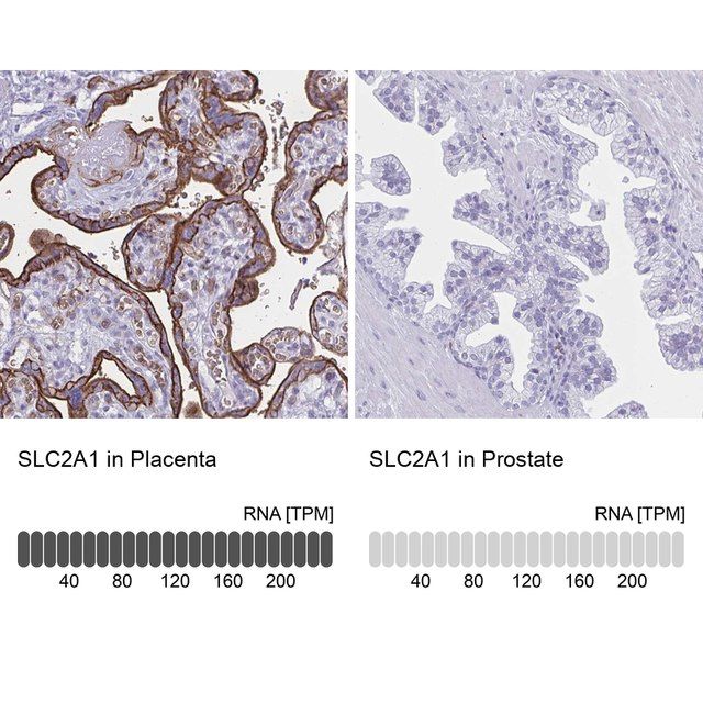 Anti-SLC2A1 antibody produced in rabbit