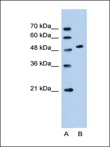 Anti-SLC30A1 antibody produced in rabbit